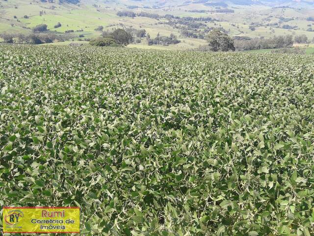 #159 - Fazenda para Venda em Carlópolis - PR - 1