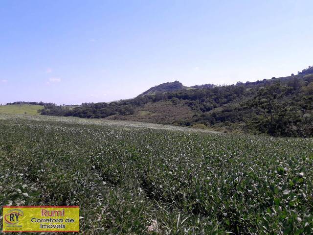 #159 - Fazenda para Venda em Carlópolis - PR - 2