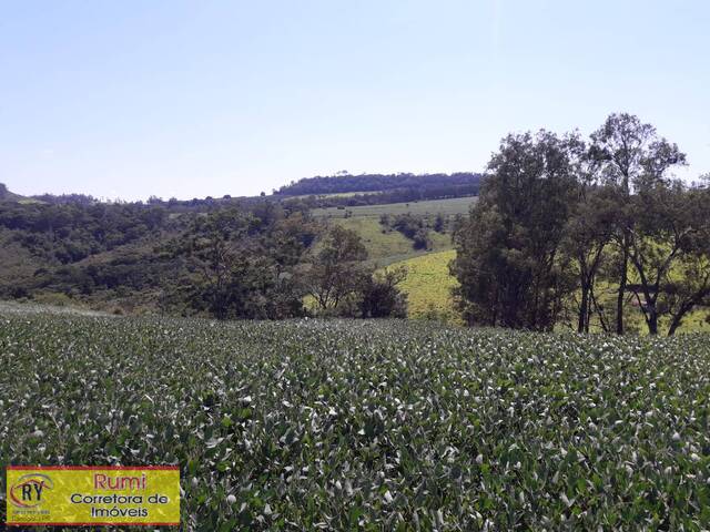 #159 - Fazenda para Venda em Carlópolis - PR - 3