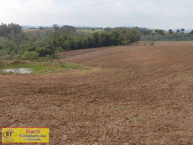 #180 - Chácara para Venda em Carlópolis - PR - 3