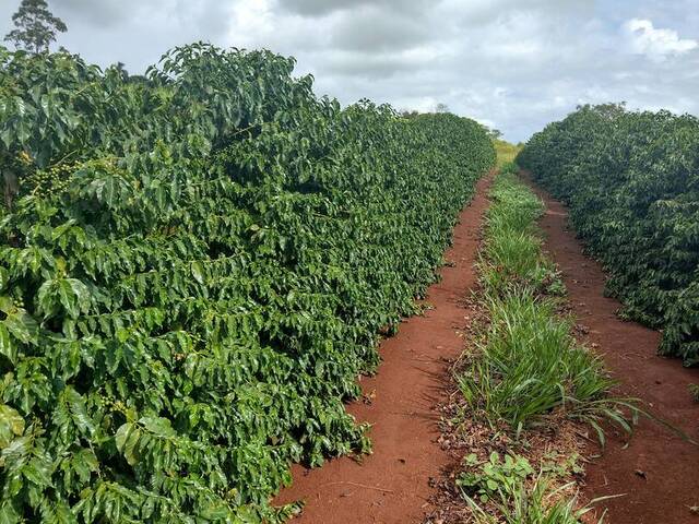 #182 - Chácara para Venda em Carlópolis - PR - 1