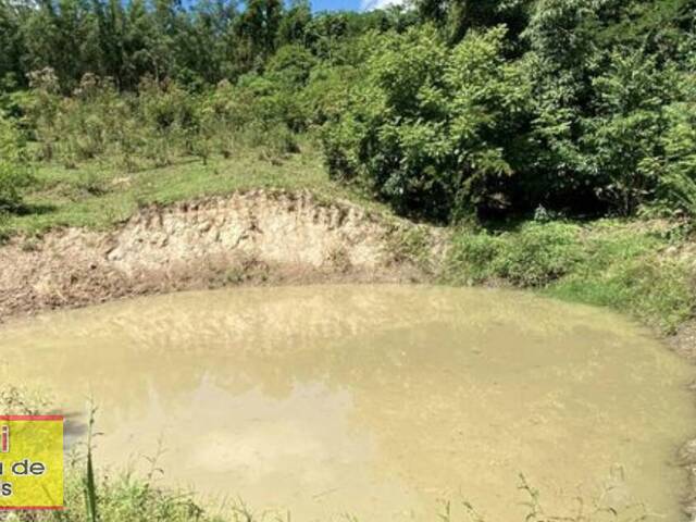 #195 - Chácara para Venda em Carlópolis - PR - 3