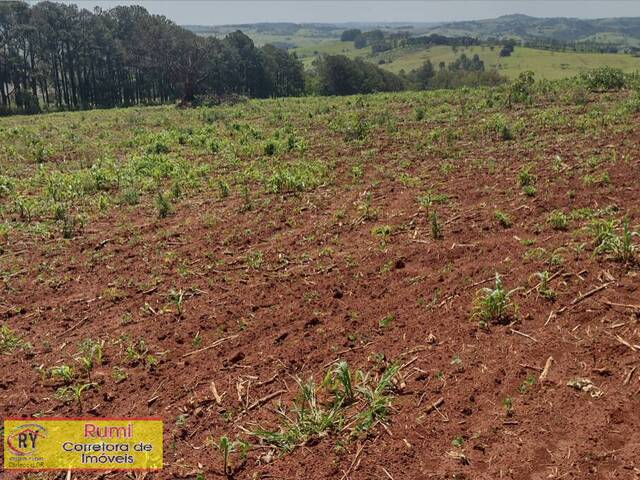 #231 - Chácara para Venda em Ribeirão Claro - PR - 1