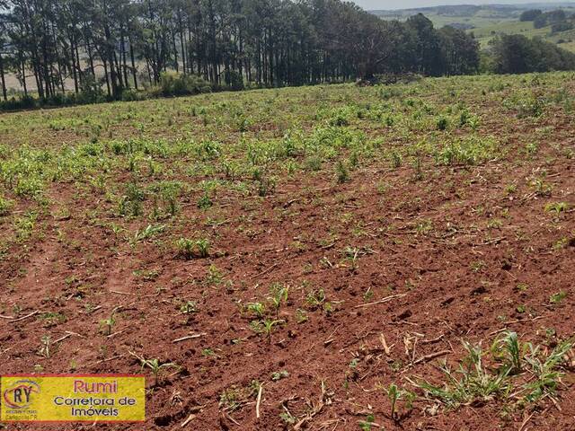 #231 - Chácara para Venda em Ribeirão Claro - PR