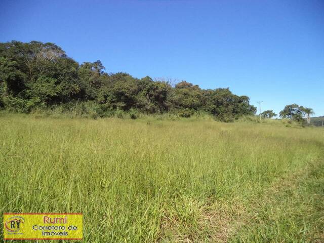 #251 - Fazenda para Venda em Carlópolis - PR - 3