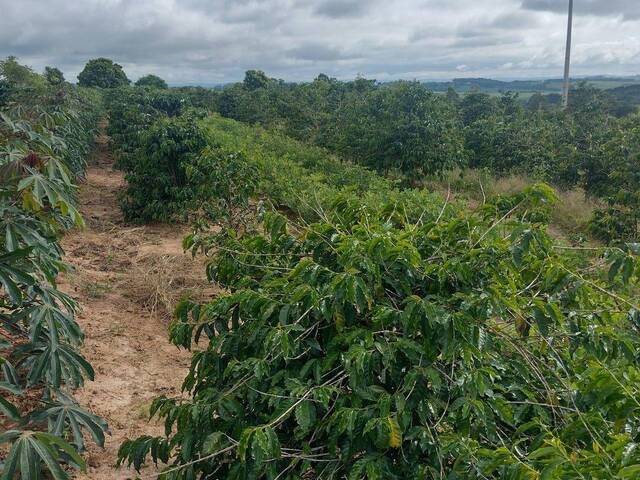 #273 - Chácara para Venda em Carlópolis - PR - 2