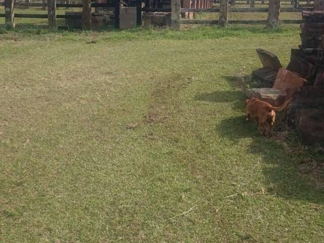 #279 - Fazenda para Venda em Ribeirão Claro - PR - 2