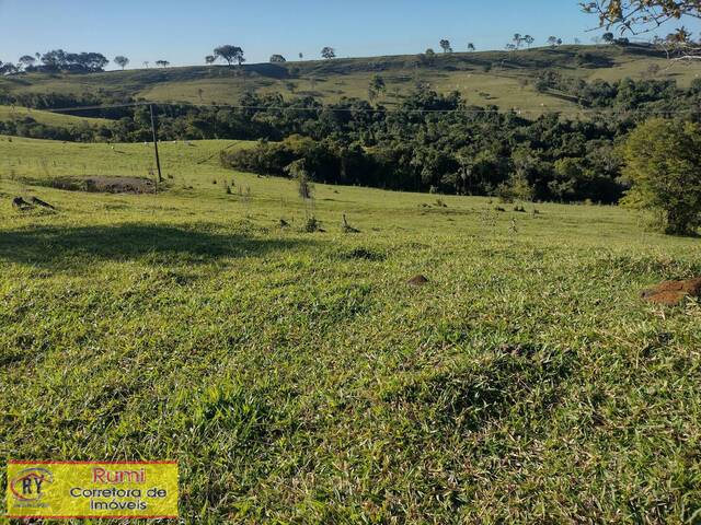 #284 - Sítio para Venda em Carlópolis - PR - 3