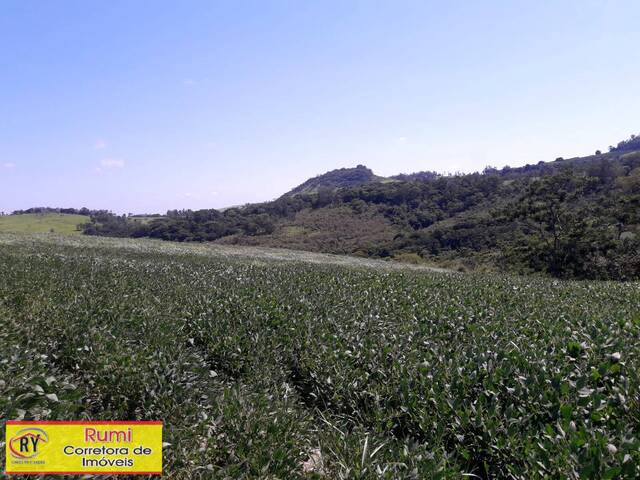 #375 - Chácara para Venda em Ribeirão Claro - PR - 2