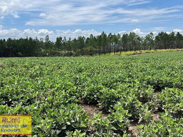 #379 - Fazenda para Venda em Carlópolis - PR - 1